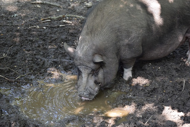 离不开哈兰 离不开哈兰